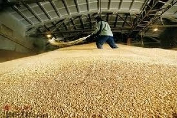В Украине на 1 мая 2012 г. в сельхозпредприятиях имелось в наличии 13,7 млн. тонн зерна