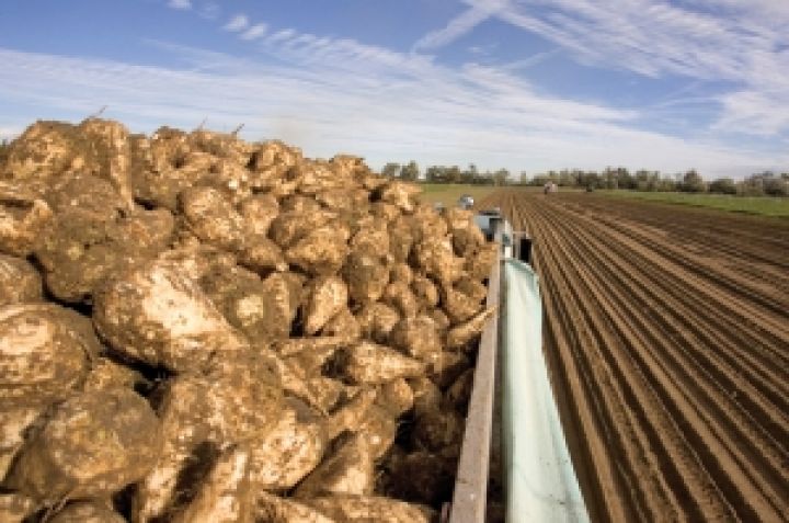 Аграрии Харьковской области планируют вырастить около миллиона тонн сахарной свеклы