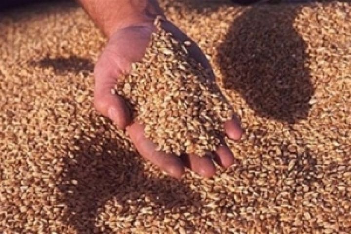 На Одесчине предприимчивый работник украл зерна на миллион 