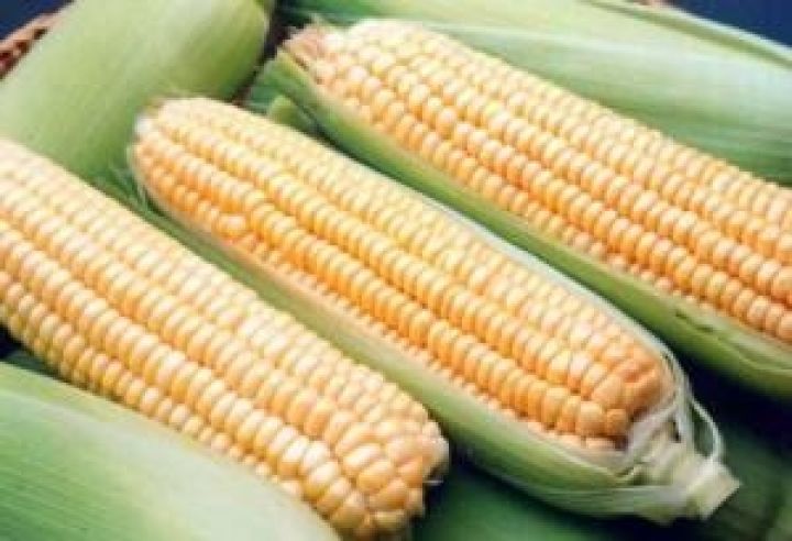 В Украине сев кукурузы проведен на 94% площадей 