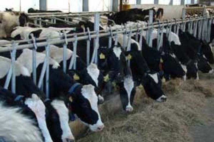 В Черкасской области планируется строительство 14 молочных комплексов в 2012 году 
