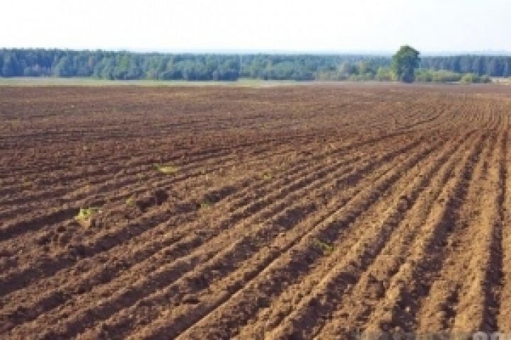 Астарта увеличила посевные площади под урожай-2012 на 15%