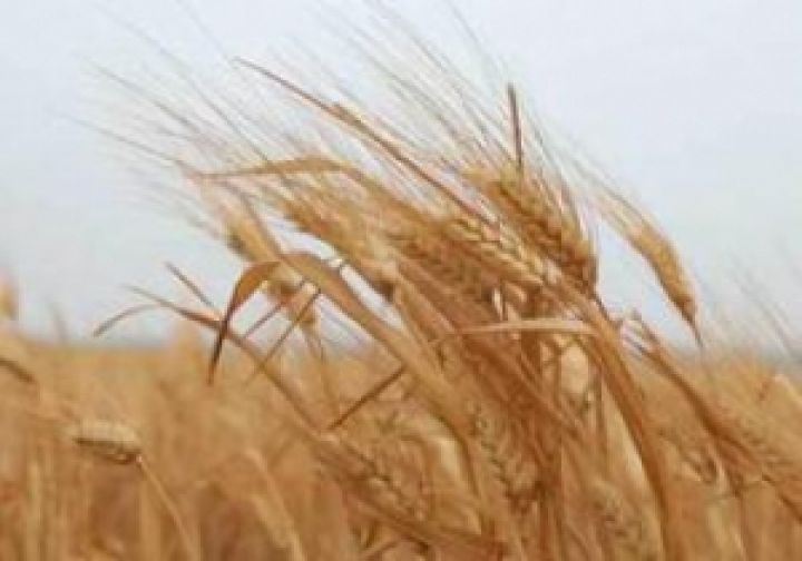 Cредние цены реализации зерновых в Украине снизились на 10%