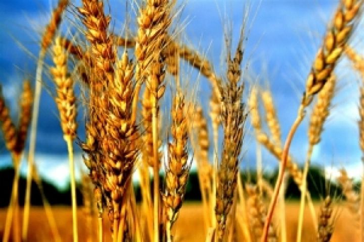 Котировки пшеницы, кукурузы и сои на мировых рынках резко взлетели