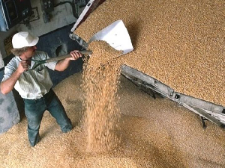 Россия экспортировала рекордное количество кукурузы