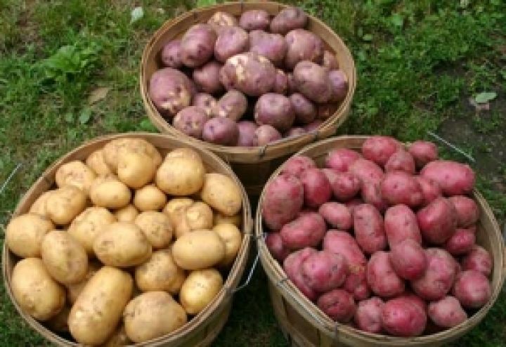В Харьковской области может сократиться урожай картофеля