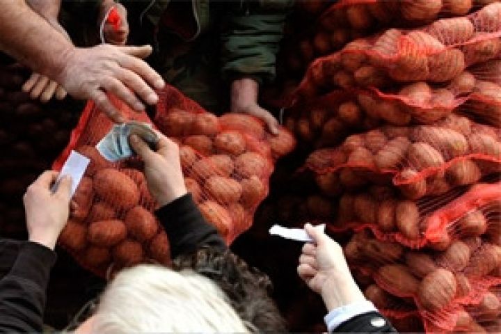 Объемы экспорта картофеля выросли более чем на 40%
