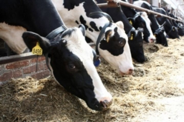 В Крыму за 3 года построят 300 ферм по выращиванию мясного скота