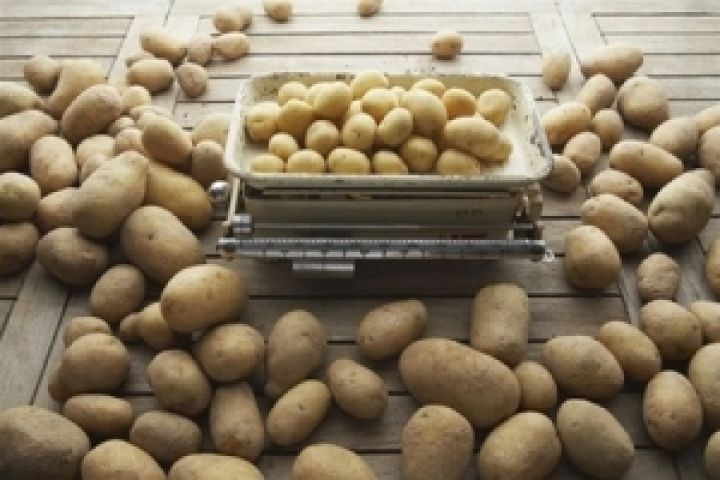 В этом году дефицита картофеля не будет