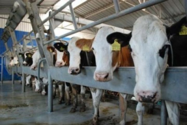 В Сумской области строят молочный комплекс на 1000 коров