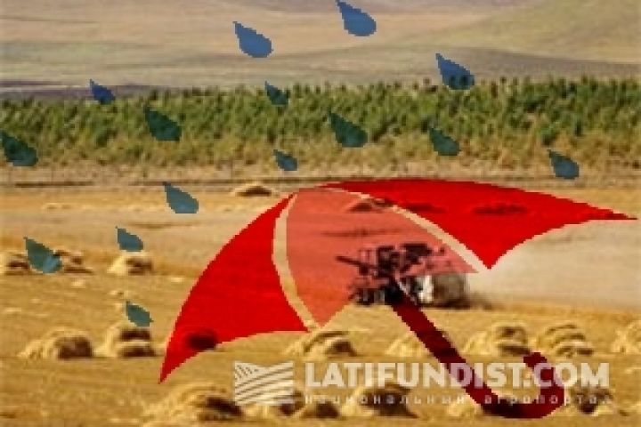 Аномальная жара в Украине снизит урожай зерновых