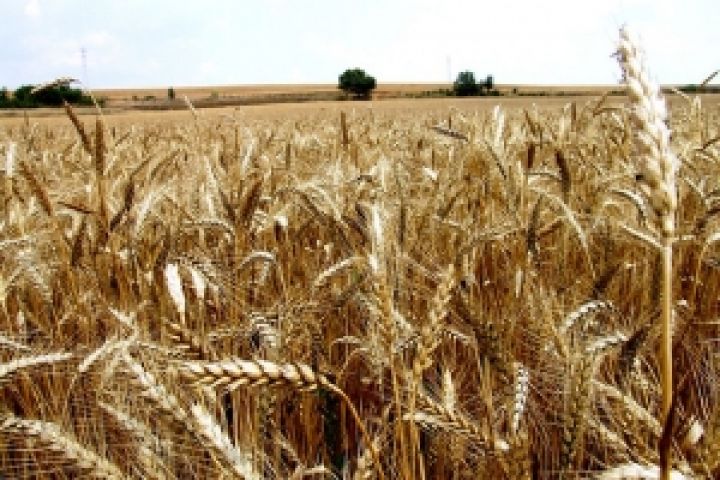 Урожай зерновых в Болгарии может снизиться на четверть