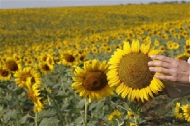 Погодные условия в Украине не позволят собрать рекордный урожай подсолнечника в этом году