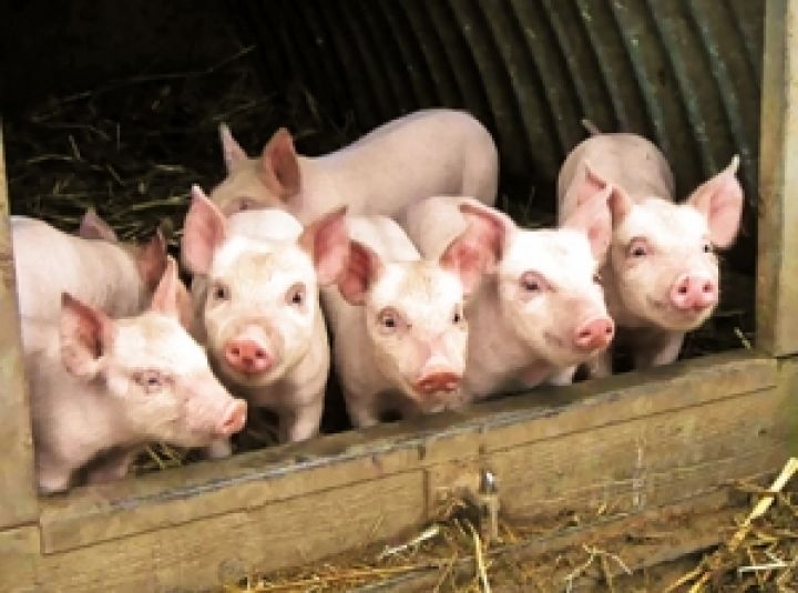 На Днепропетровщине поголовье свиней увеличится на 50 тысяч