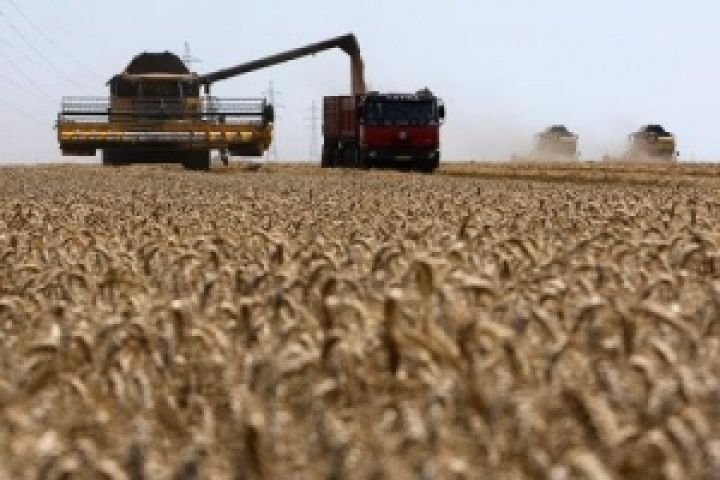 Прогноз урожайности пшеницы будет выше в Евросоюзе
