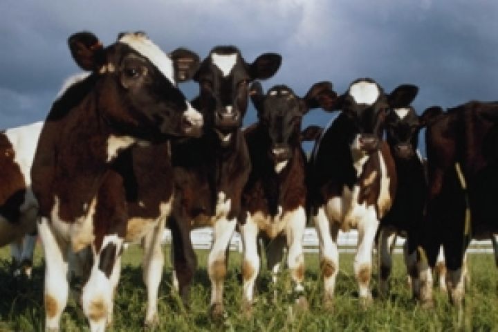 В Харьковской области планируется на 2 тыс. увеличить поголовье коров 