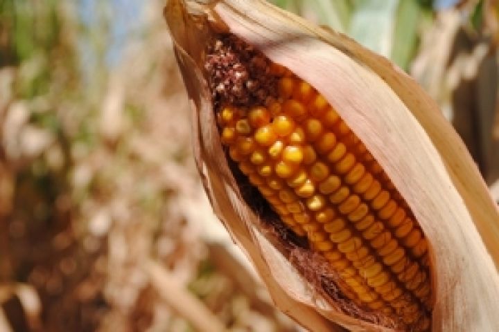 Агрохолдинг Бахматюка намерен увеличить урожай кукурузы на 23% 