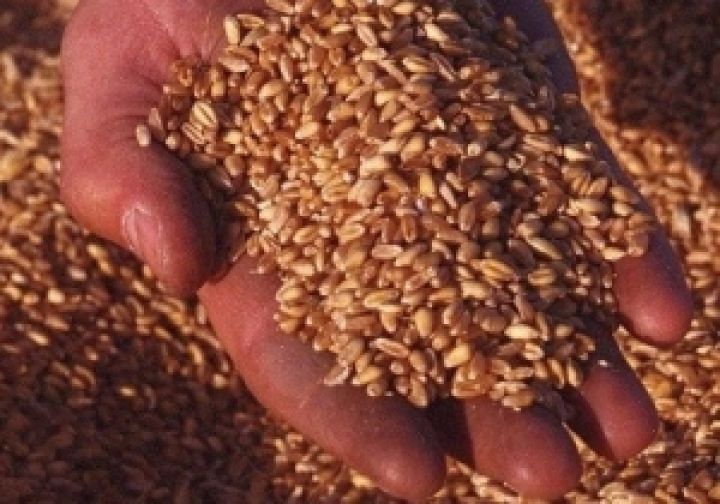 На Днепропетровщине создадут стабилизационный фонд зерна