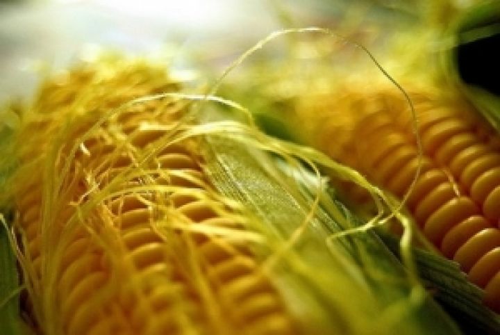 Мировое производство кукурузы вырастет на 5%