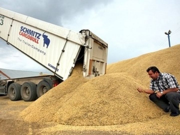 Польшу ожидает всплеск цен на зерновые культуры