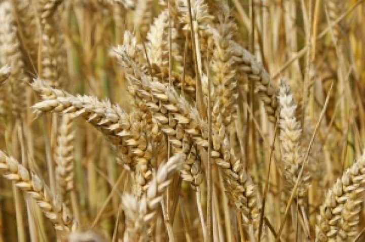 Неурожай пшеницы обошелся страховщику в 2,8 млн рублей