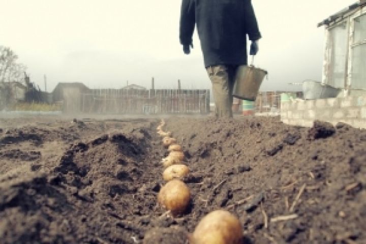 Фермеры Западной Украины прогнозируют высокий урожай картофеля