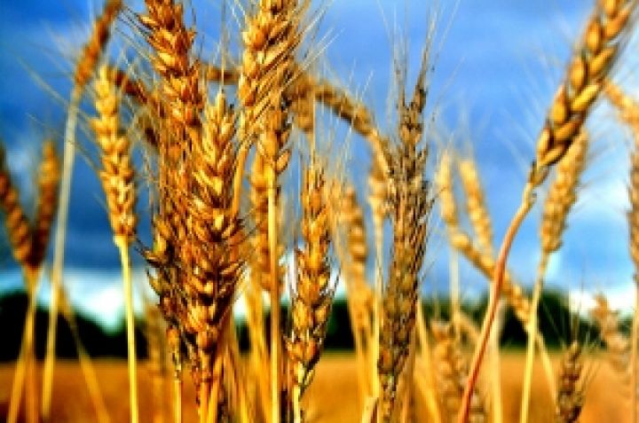 Котировки пшеницы на мировых рынках не выдержали высоких значений и резко пошли вниз