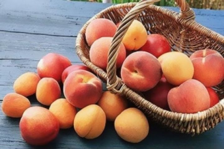 Украина в этом году потеряла 70% урожая персиков и абрикос 