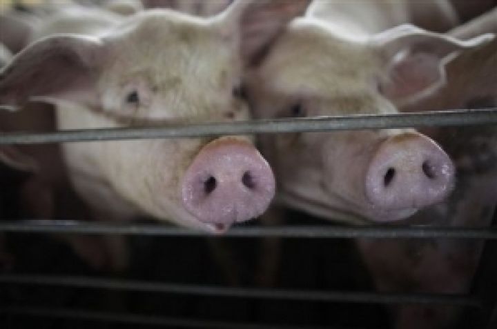 На украинском рынке свинины резко снизились объемы производства
