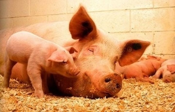 АПК-Инвест увеличила поголовье свиней на 46% 