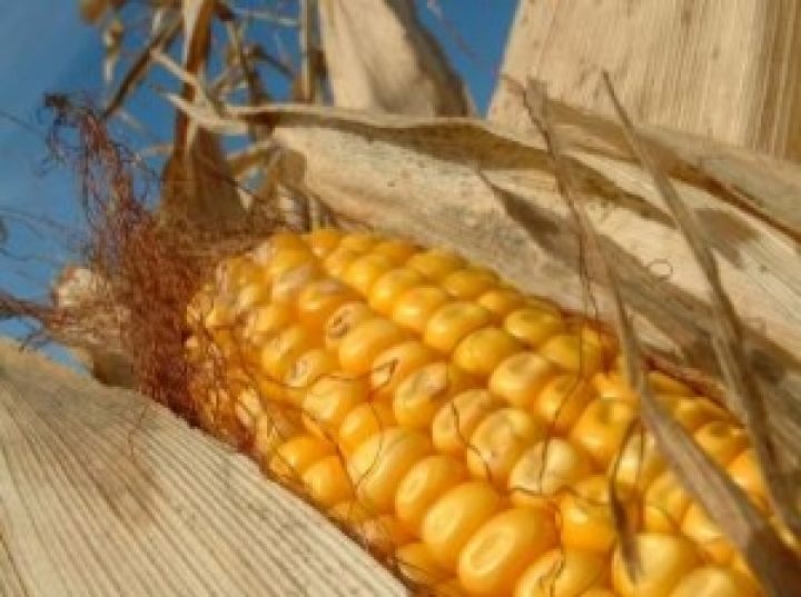 Lоля содержания кукурузы в японских кормах для скота сократилась до 44,3%
