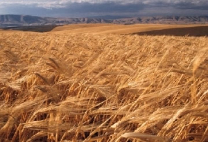 Рынок европейской пшеницы застыл в ожидании