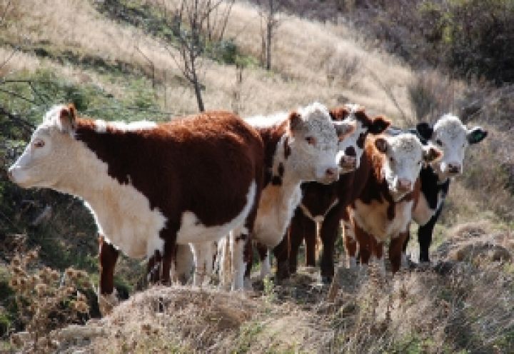 Поголовье молочного стада в Новой Зеландии продолжает расти