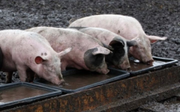 Канада инвестирует в свиноводство