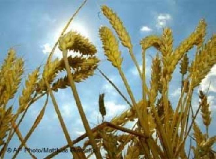 Индия не спешит экспортировать пшеницу из запасов