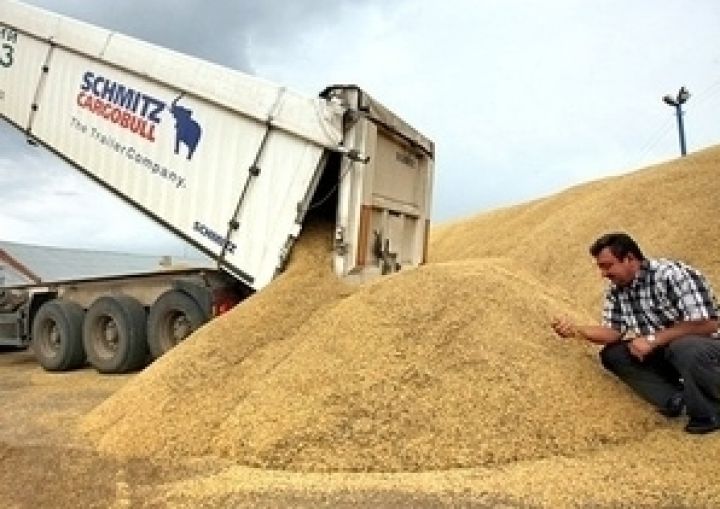 Цены на зерновые и масличные в Украине на предыдущей неделе снизились