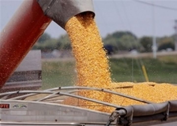 Кабмин увеличил прогноз по производству зерна до 71 млн. тонн