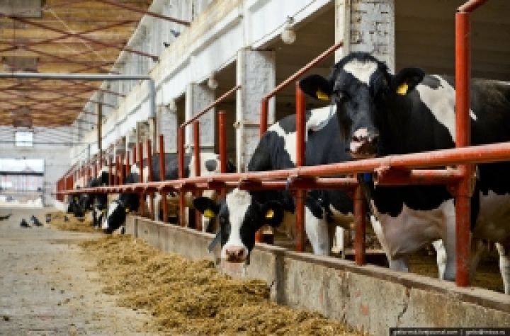 Украина нарастила производство молока