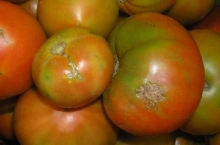 Молдова. В импортируемых томатах обнаружили томатную моль