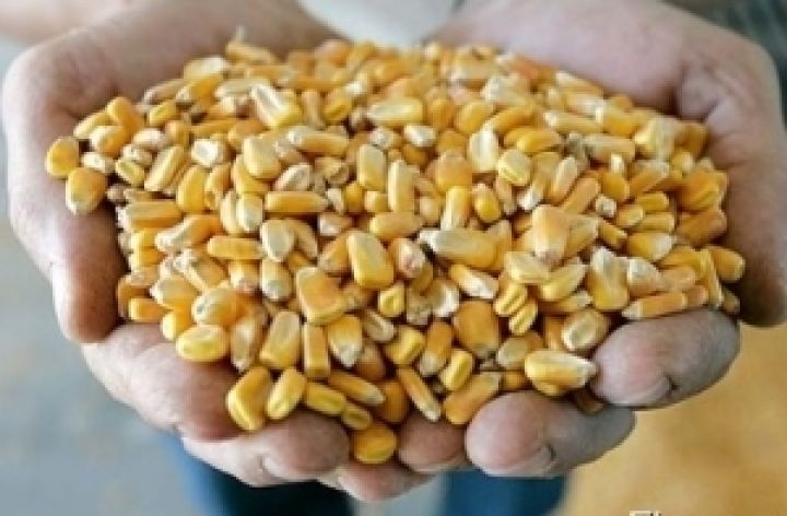 Китай «присматривается» к бразильской кукурузе