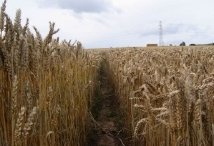 Урожай зерновых в Украине будет ниже прошлогоднего