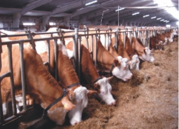 Международные стандарты содержания мясного скота приняты, что дальше? Возможно, птицеводство 
