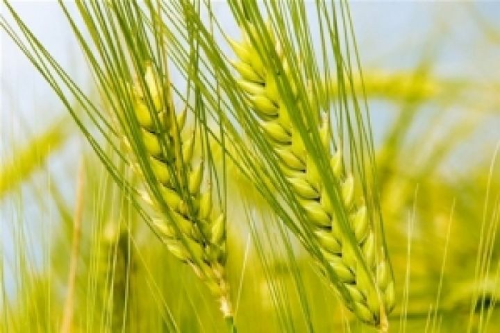 Сельхозпредприятия Днепропетровской области получат 1,5 млн. грн. за пересев озимых