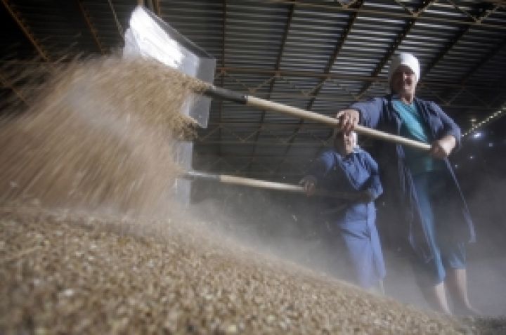 Отмена возврата НДС экспортерам зерна привела к убыткам аграриев в 12 млрд. грн