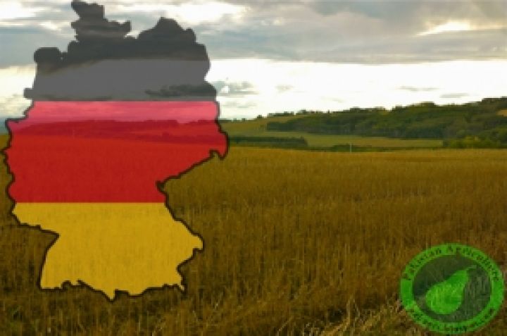 Немецкие и венгерские аграрии беспокоятся за урожай пшеницы 