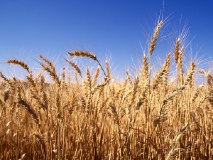 Глобальное изменение климата грозит произрастанию пшеницы в Украине
