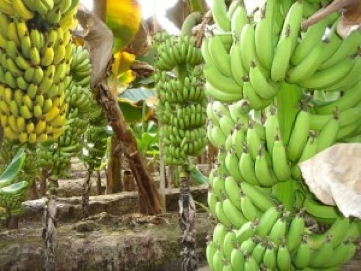 Бананы с Канарских островов покорят Европу