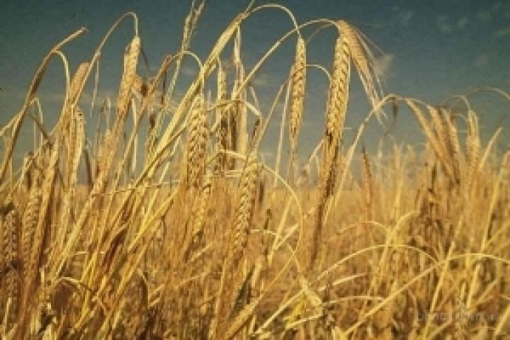 USDA повысили прогноз урожая зерна в Украине