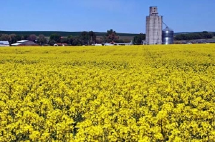 Американцы советуют украинцам выращивать не пшеницу, а рапс