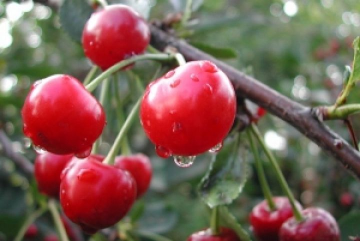 УКАБ прогнозирует уменьшение урожая вишни и черешни в 2012 году